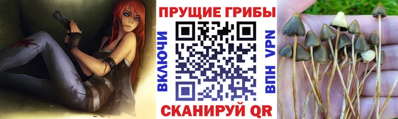 Псилоцибиновые грибы Psilocybine cubensis  Вышний Волочёк 